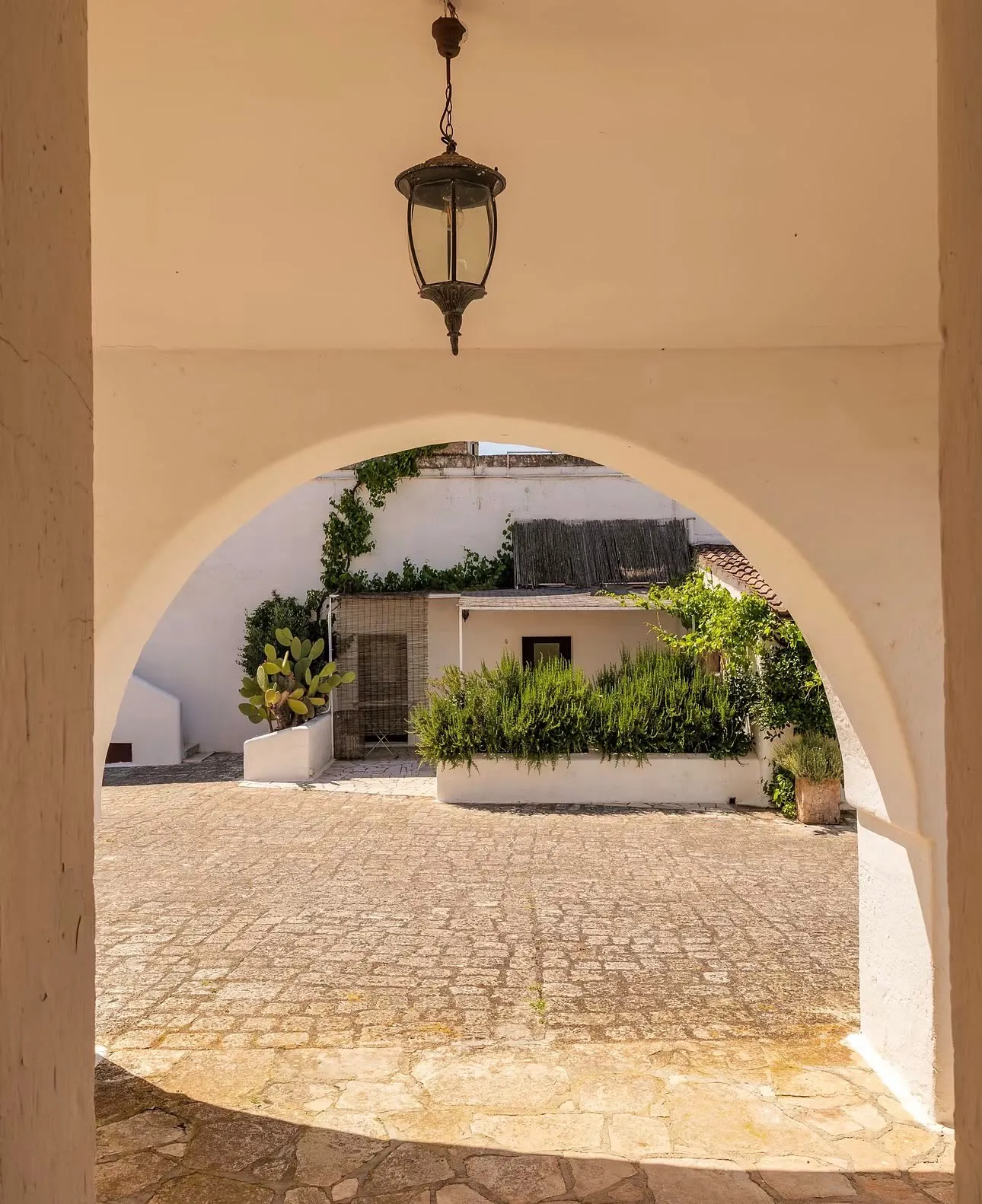 A whitewashed arch framing a sunlit courtyard of rosemary and prickly pear at the masseria