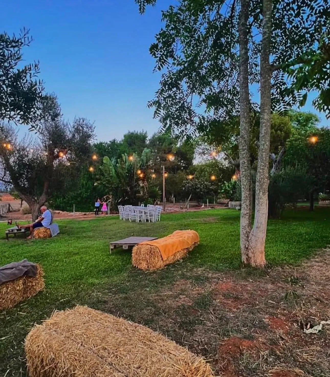 Fairy lights and hay bales on the lawn among the olive trees at dusk